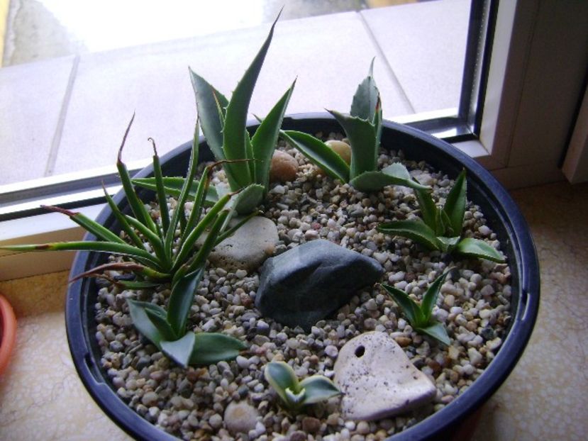Grup de 7 agave - Agave si Yucca 2018