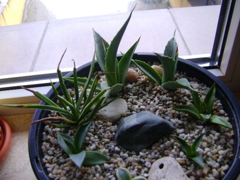 Grup de 7 agave - Agave si Yucca 2018
