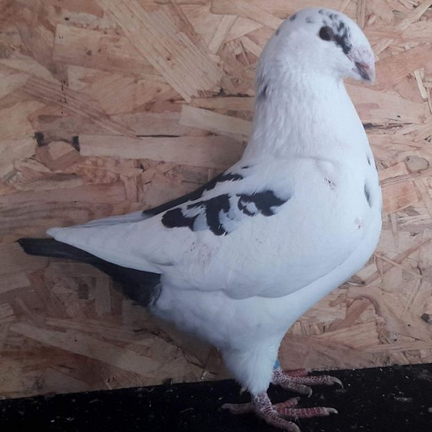 Fem 2018 - Perechi AGH 2019