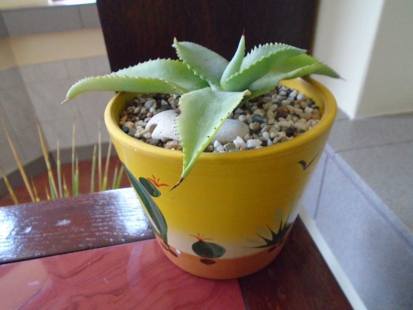 Agave gypsophila - Agave si Yucca 2018