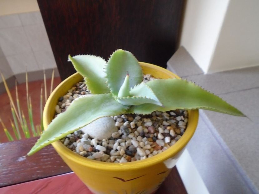 Agave gypsophila - Agave si Yucca 2018