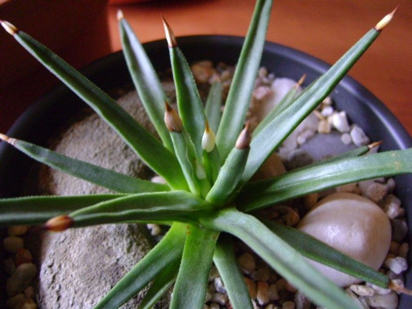 Agave albopilosa - Agave si Yucca 2018