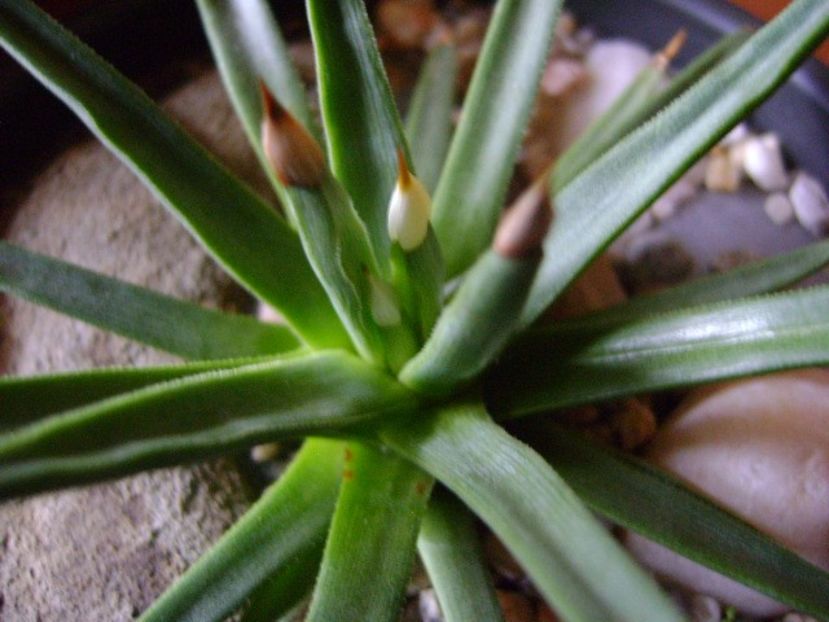 Agave albopilosa - Agave si Yucca 2018