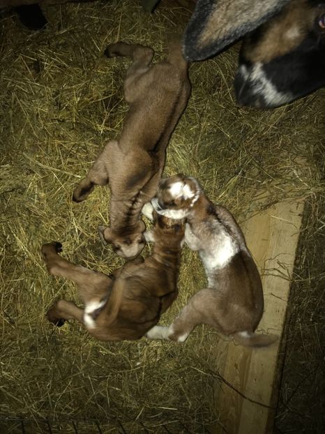 2 masculi și o femela - Capra 4- Anglonubiana