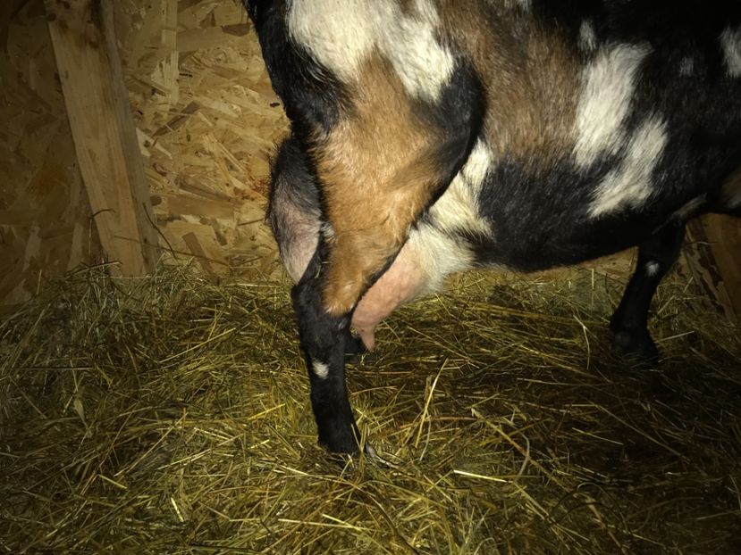 4F66544A-05F4-425F-B642-0686AD82334B - Capra 4- Anglonubiana