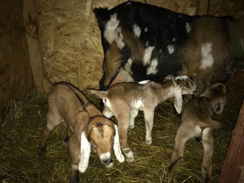 E9E2BB6B-2A07-4F3E-8048-1076116126CE - Capra 4- Anglonubiana