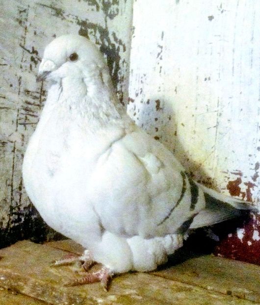  - - A - A - PRINTESA L E I A