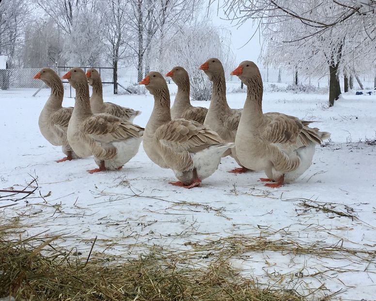 D614CA08-2149-41AC-B592-832D17666C31 - Toulouse ganse 2015-16