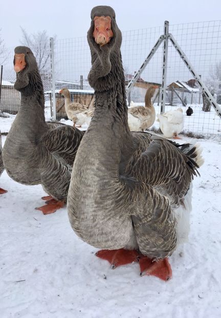 D1A5D657-F668-4AA6-A395-3D28FAFC9017 - Toulouse ganse 2015-16