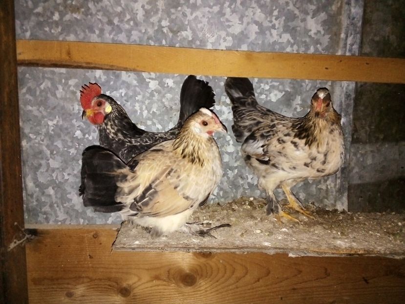  - Matca de găini pitice 2019