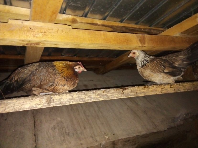  - Matca de găini pitice 2019