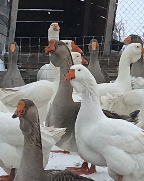 42A7F2B8-9CA8-4642-A4ED-D1E325E17C5F - Cholmogory 2015-16-17-18