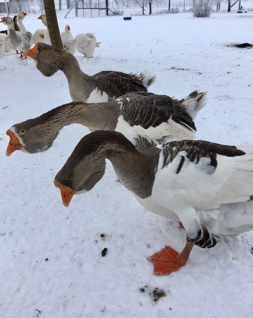 8E421975-18AA-452D-84CA-FF8F9F08CD96 - Cholmogory 2015-16-17-18