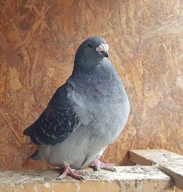 7F2016 Bety - 2018 Guti si Cuci