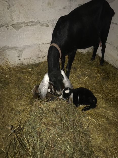 Au venit si primii iezi-3 - Iezi anglo 2019