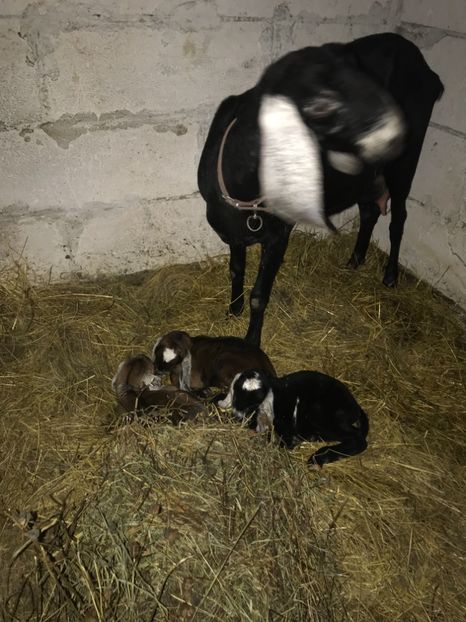 06978592-9D9B-467E-8A70-94CE1697BBC9 - Iezi anglo 2019