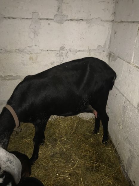 CB583DB9-DDC4-4E40-A06F-2E9F873A6571 - Iezi anglo 2019