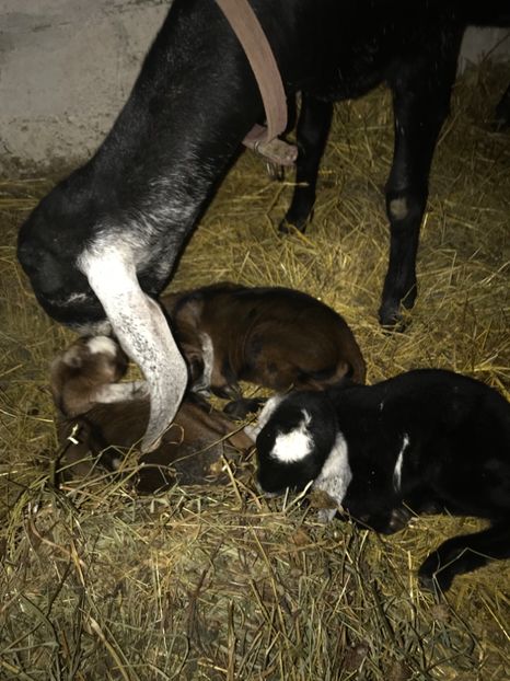 6953AD24-E4B8-4F22-AD19-E71056C3E5C0 - Iezi anglo 2019