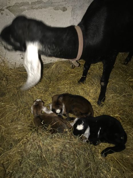 547007BC-CC9B-4F0C-B305-3DD15F6FC92A - Iezi anglo 2019