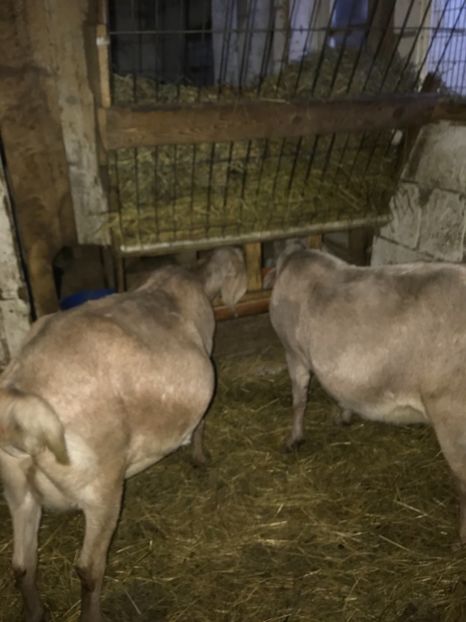 B90F6041-39F8-45D0-8BA2-9680E0DDCA3E - Iezi anglo 2019