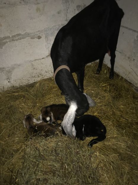 61778930-85B1-44DC-A590-FEAF6658E0C0 - Iezi anglo 2019