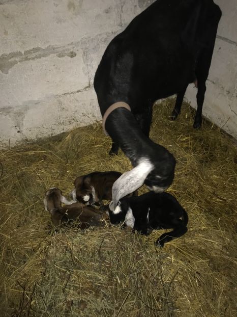 4948E8E2-60C1-4849-9E49-16CA129585C0 - Iezi anglo 2019