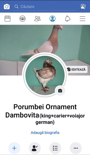  - Nou !!! - Porumbei Ornament Dambovita - pe facebook !!!