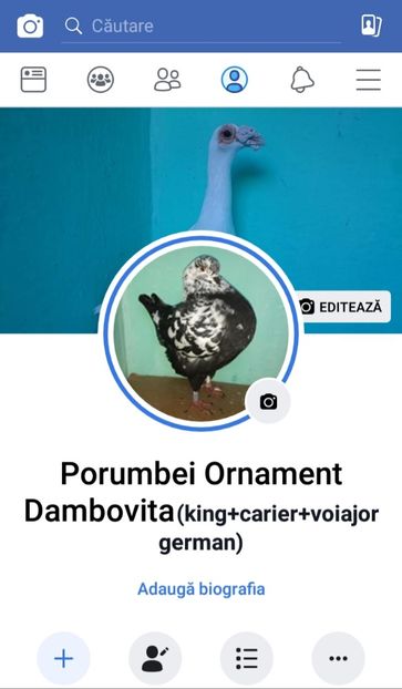  - Nou !!! - Porumbei Ornament Dambovita - pe facebook !!!