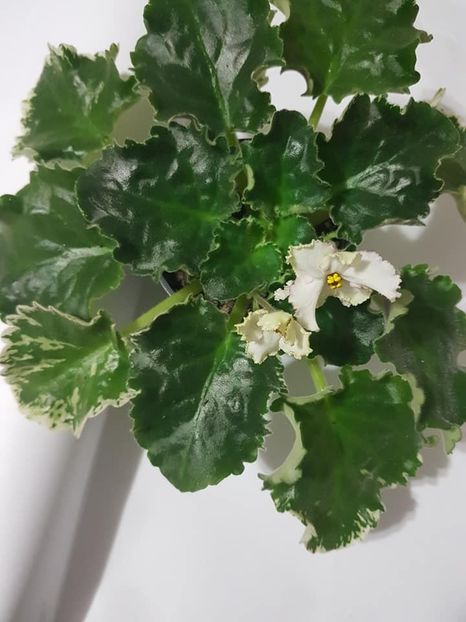 Buckeye Irish Lace - A-B-C-D poze din colectia mea