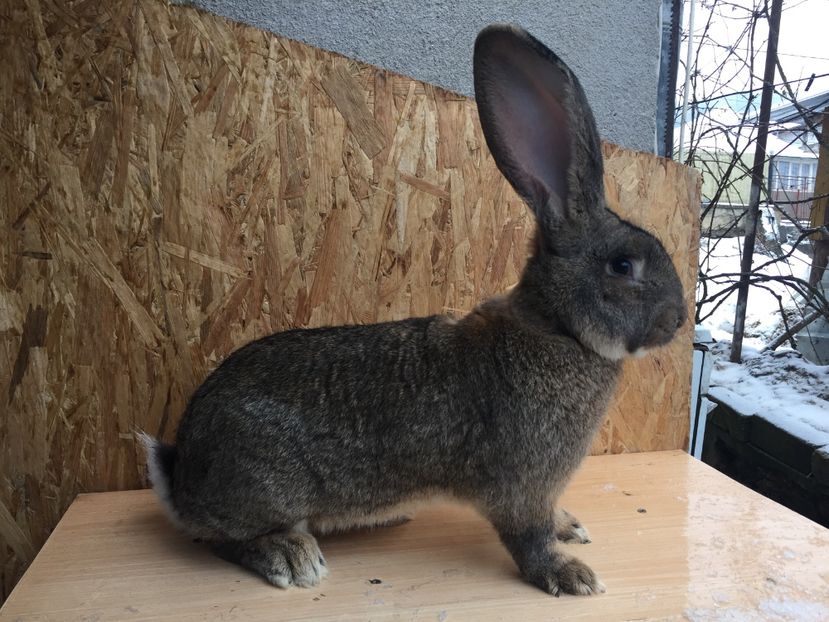 B1E6FB47-8CAE-45D2-ADE0-D9165C8C50A4 - RO16-3888