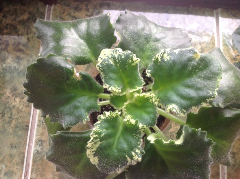  - LE Parisznije Tainy sport