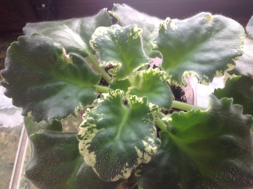  - LE Parisznije Tainy sport