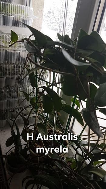 H AUSTRALIS - Australis