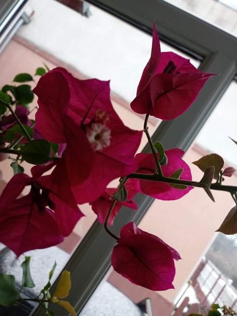  - Bougainvillea