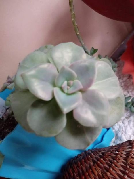  - Echeveria si alte suculente asemanatoare