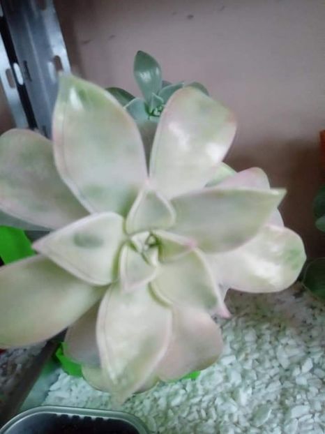  - Echeveria si alte suculente asemanatoare