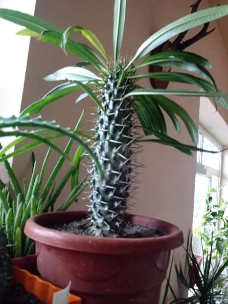  - Cactusi