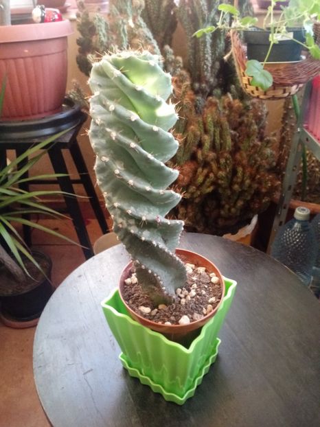 Cereus Forbesii Spiralis - Cactusi