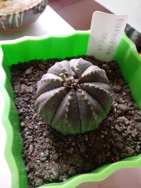 Euphorbia Obesa - Cactusi