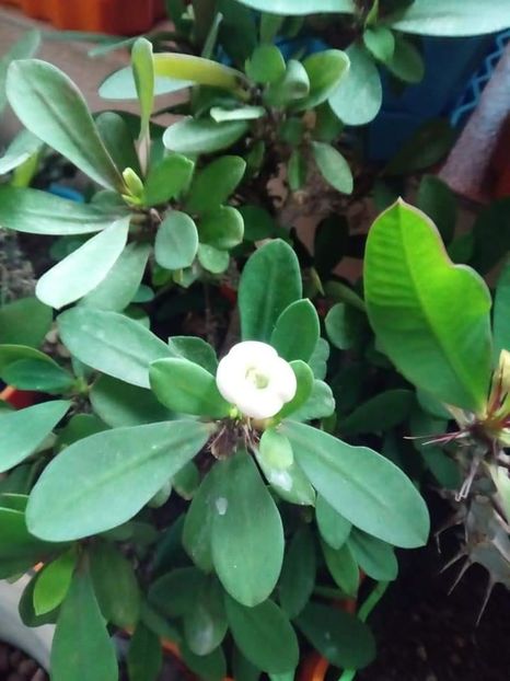 Euphorbia Milii-Coronita lui Isus - Euphorbia Milii - Coronita lui Isus