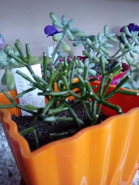 - Cactusi