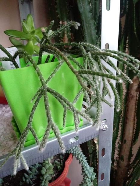 Rhipsalis pilocarpa - Cactusi