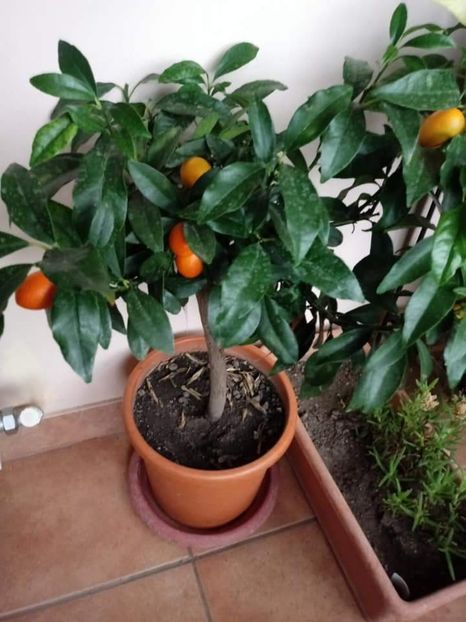 Kumquat-Citrus Japonica - Diverse flori
