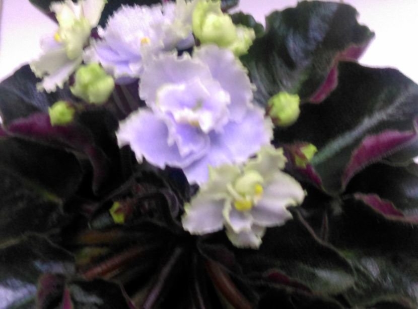  - Boo Man de la Mihaela E