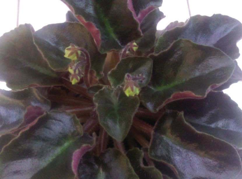  - Boo Man de la Mihaela E