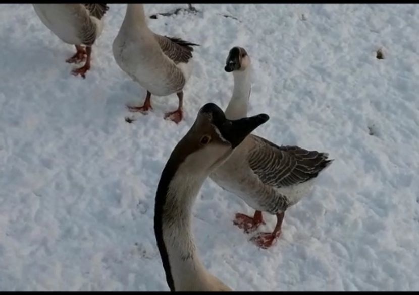  - 9 Chinezul 2016