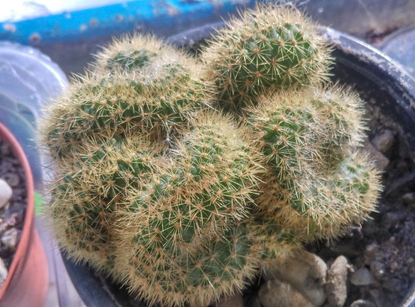  - Cactusi si suculente 2018 2