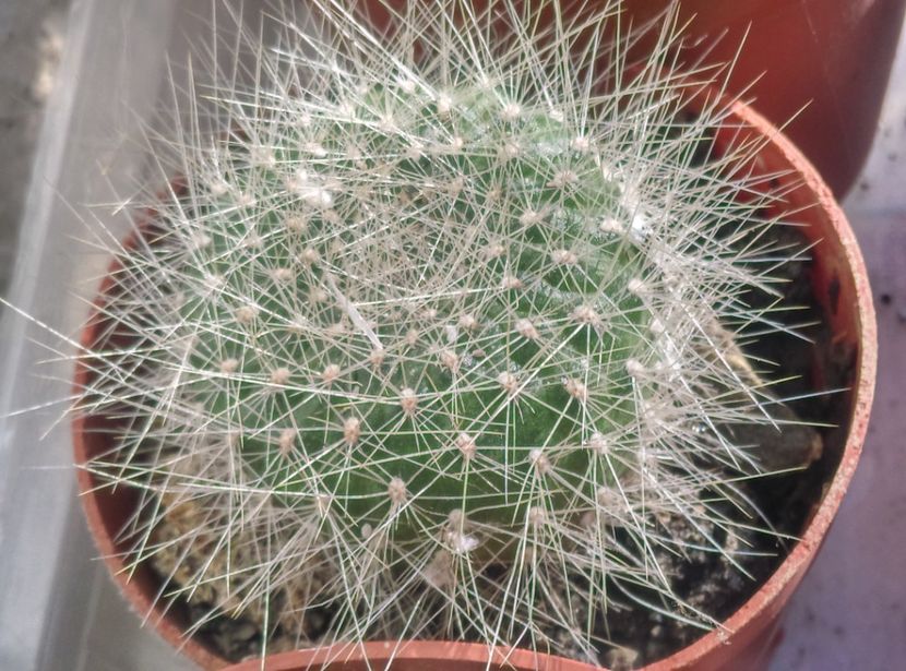  - Cactusi si suculente 2018 2
