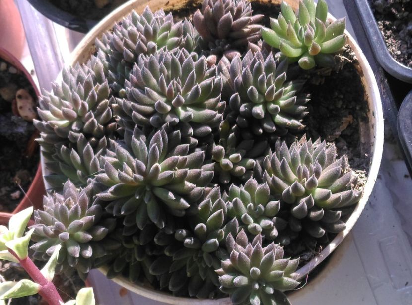  - Cactusi si suculente 2018 2