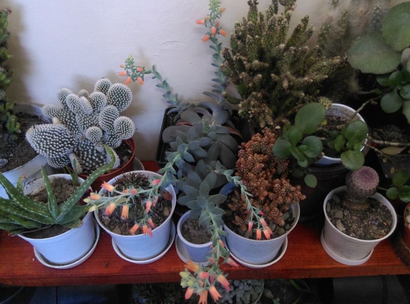  - Cactusi si suculente 2018 2